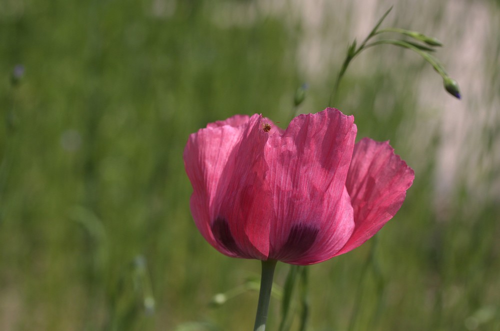 Schlafmohn2