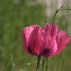 Schlafmohn2