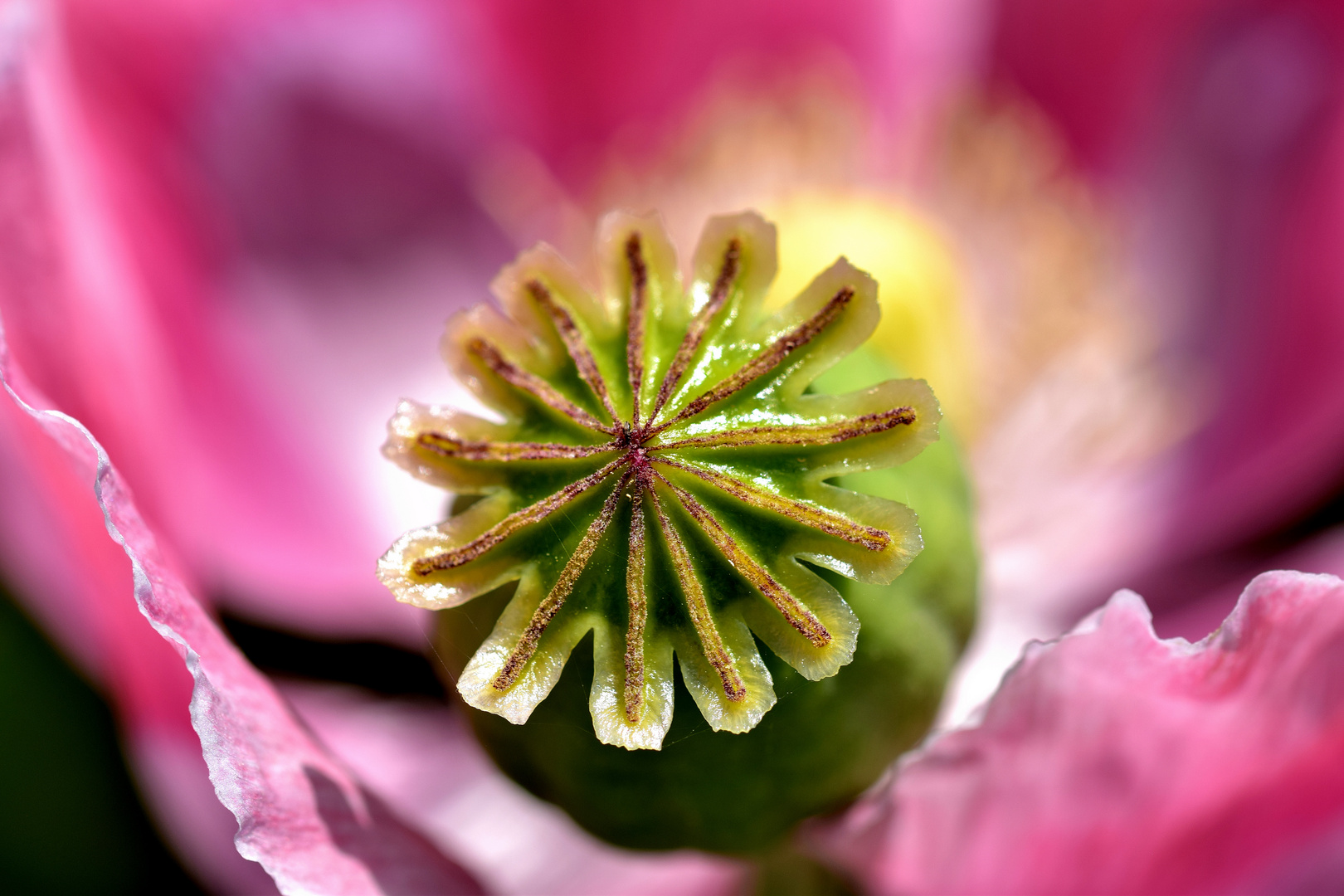 Schlafmohnblüte oder die Magie von Farben