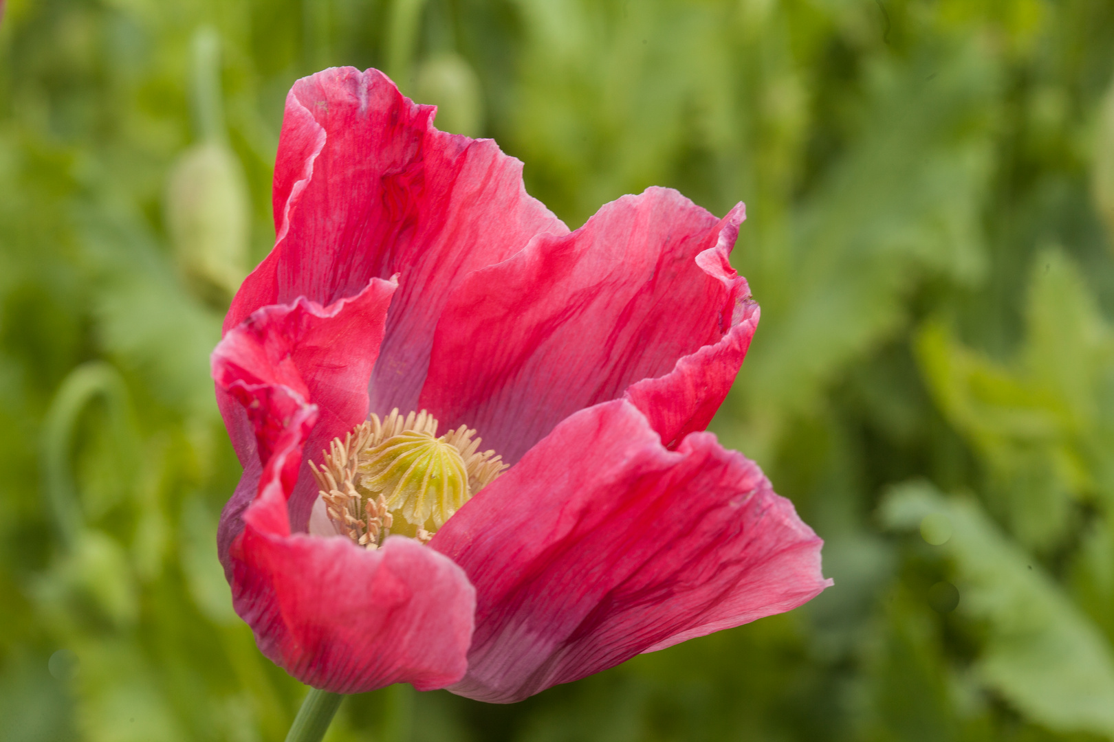 Schlafmohnblüten Hoher Meisner