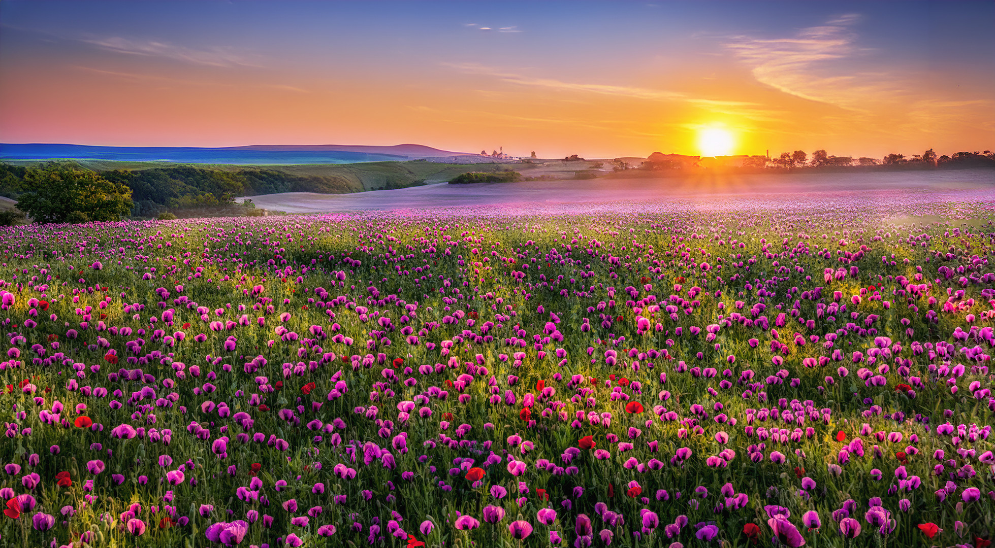 Schlafmohnfeld bei Sonnenuntergang