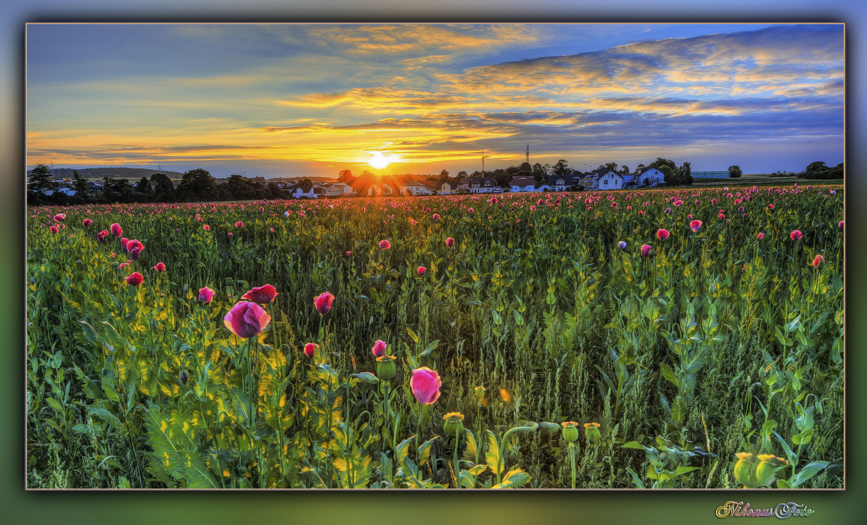 Schlafmohnfeld in der Abendsonne