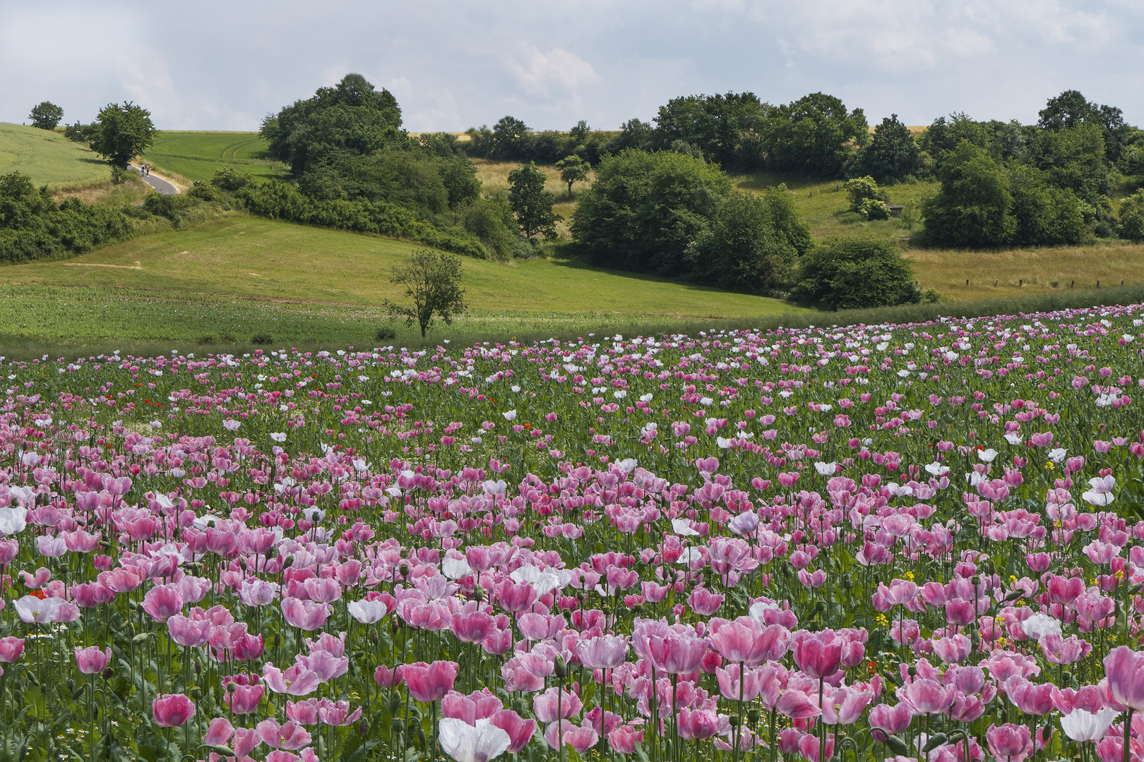 Schlafmohnfeld in Germerode