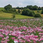 Schlafmohnfeld in Germerode