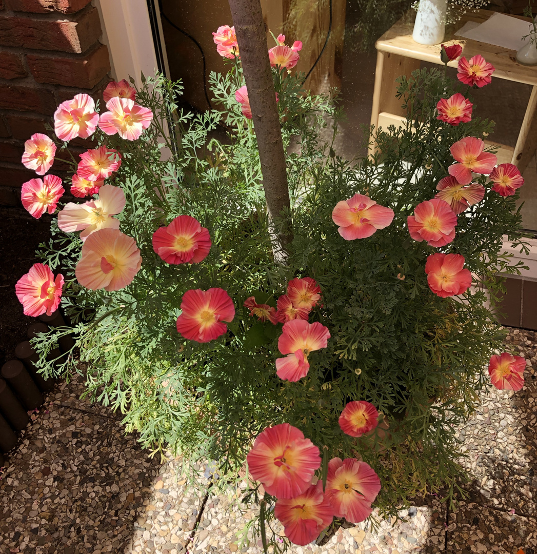 Schlafmützchen / Kalifornischer Mohn / Chiffon-Mohn