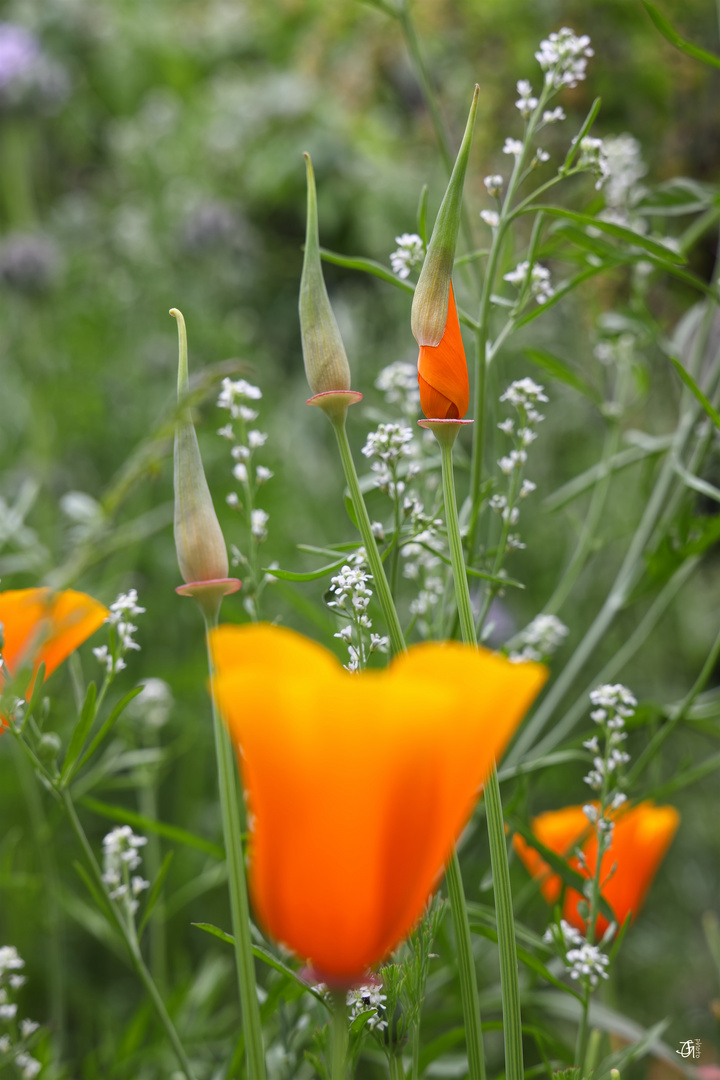 "Schlafmütze" - Kalifornischer Mohn am "Erwachen"