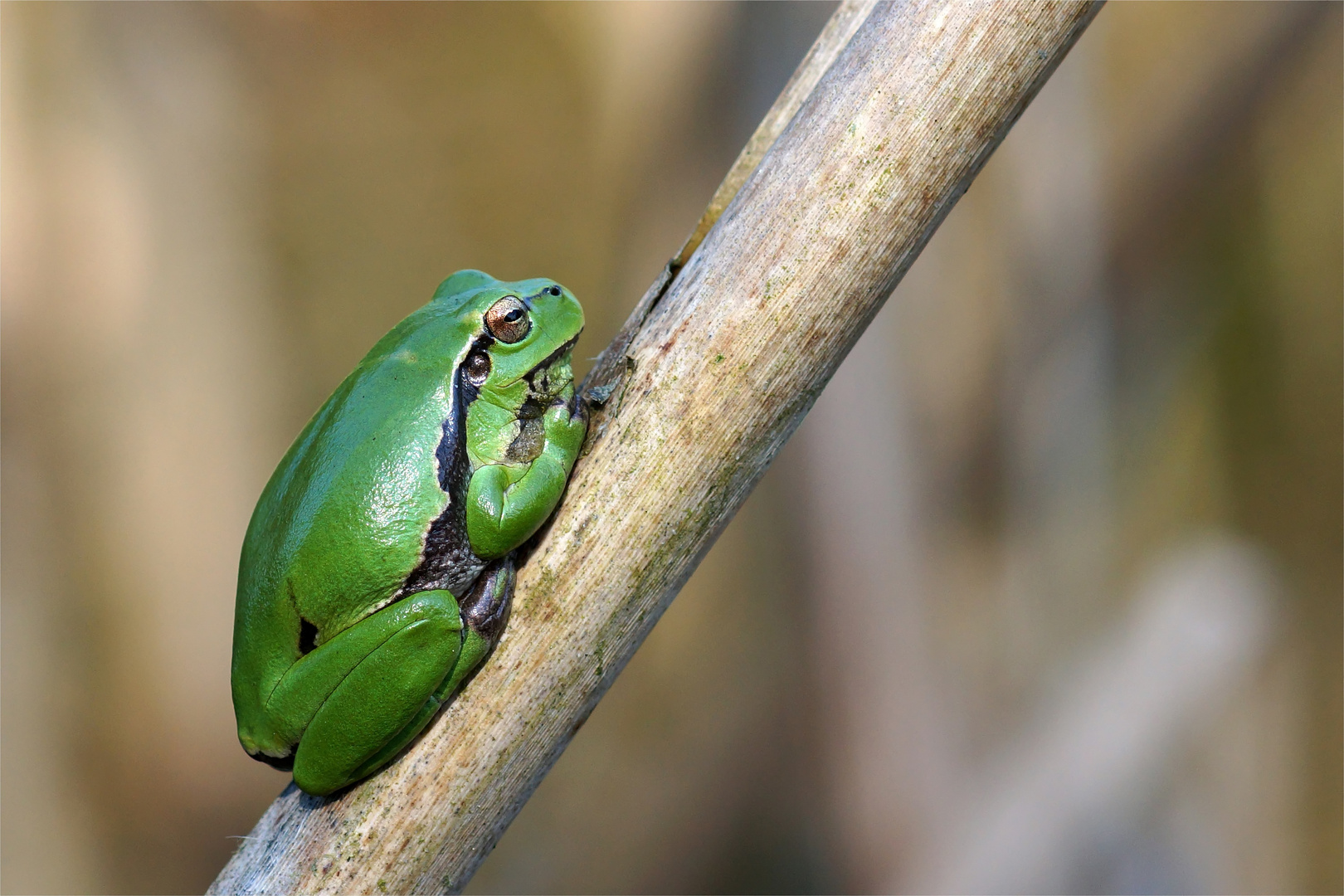 Schlafmütze - Laubfrosch am Morgen