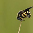 Schlafmütze...Anthidium strigatum - Harzbiene