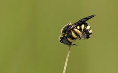 Schlafmütze...Anthidium strigatum - Harzbiene