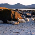 Sch(l)afplatz am Strand