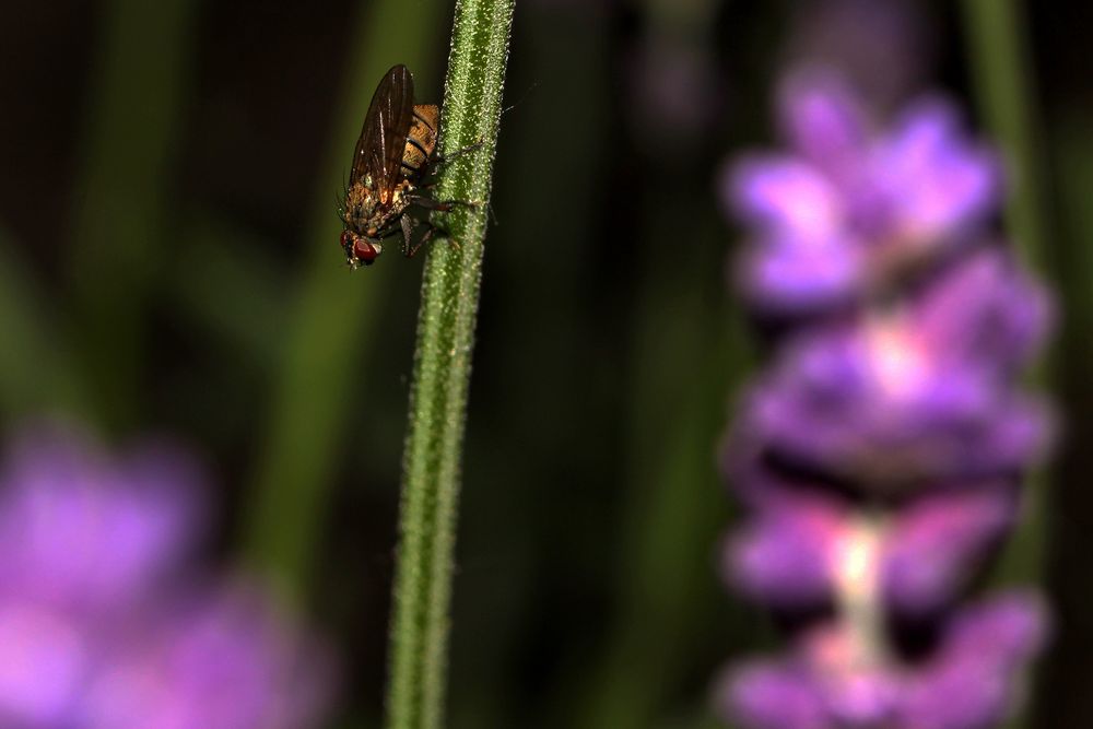 Schlafplatz im Lavendel