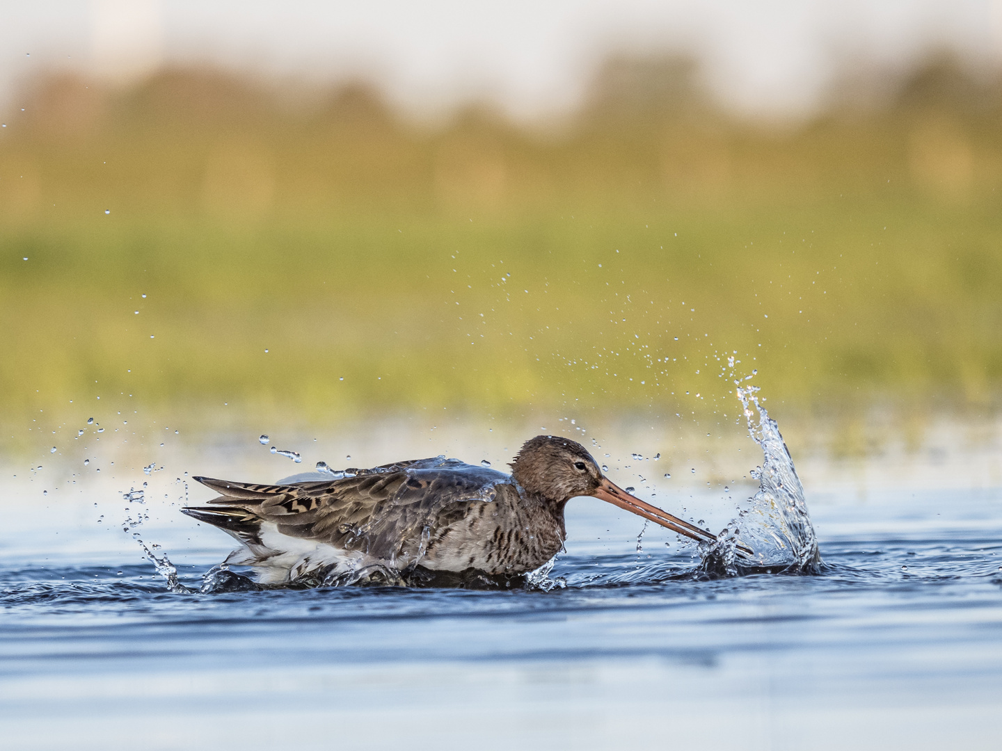 Schlag ins Wasser