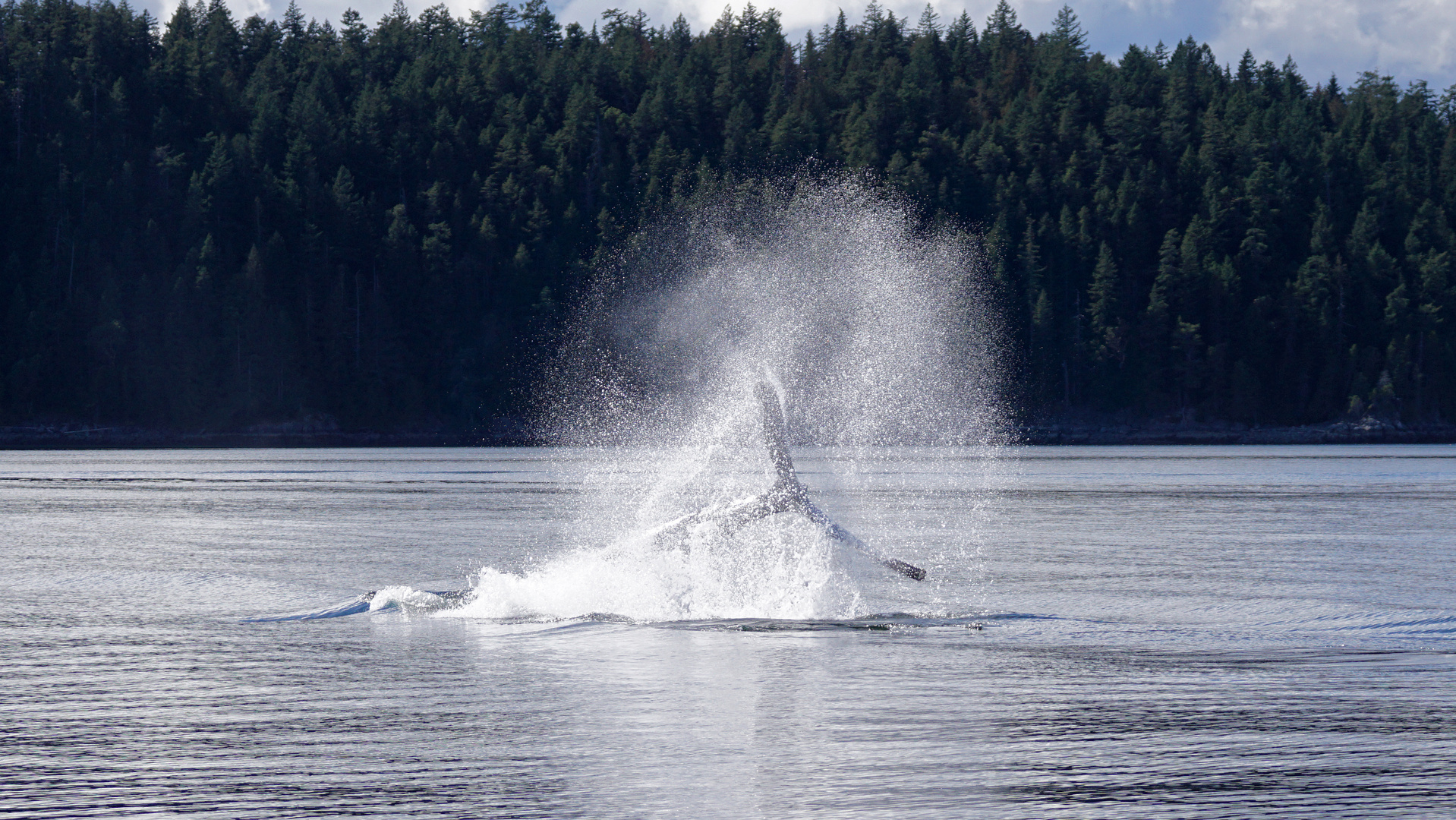 Schlag ins Wasser