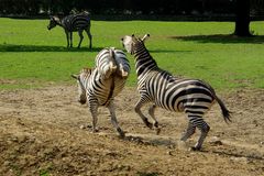 "Schlagabtausch" -streitende Zebras- (Zoo Neuwied / Rhein)