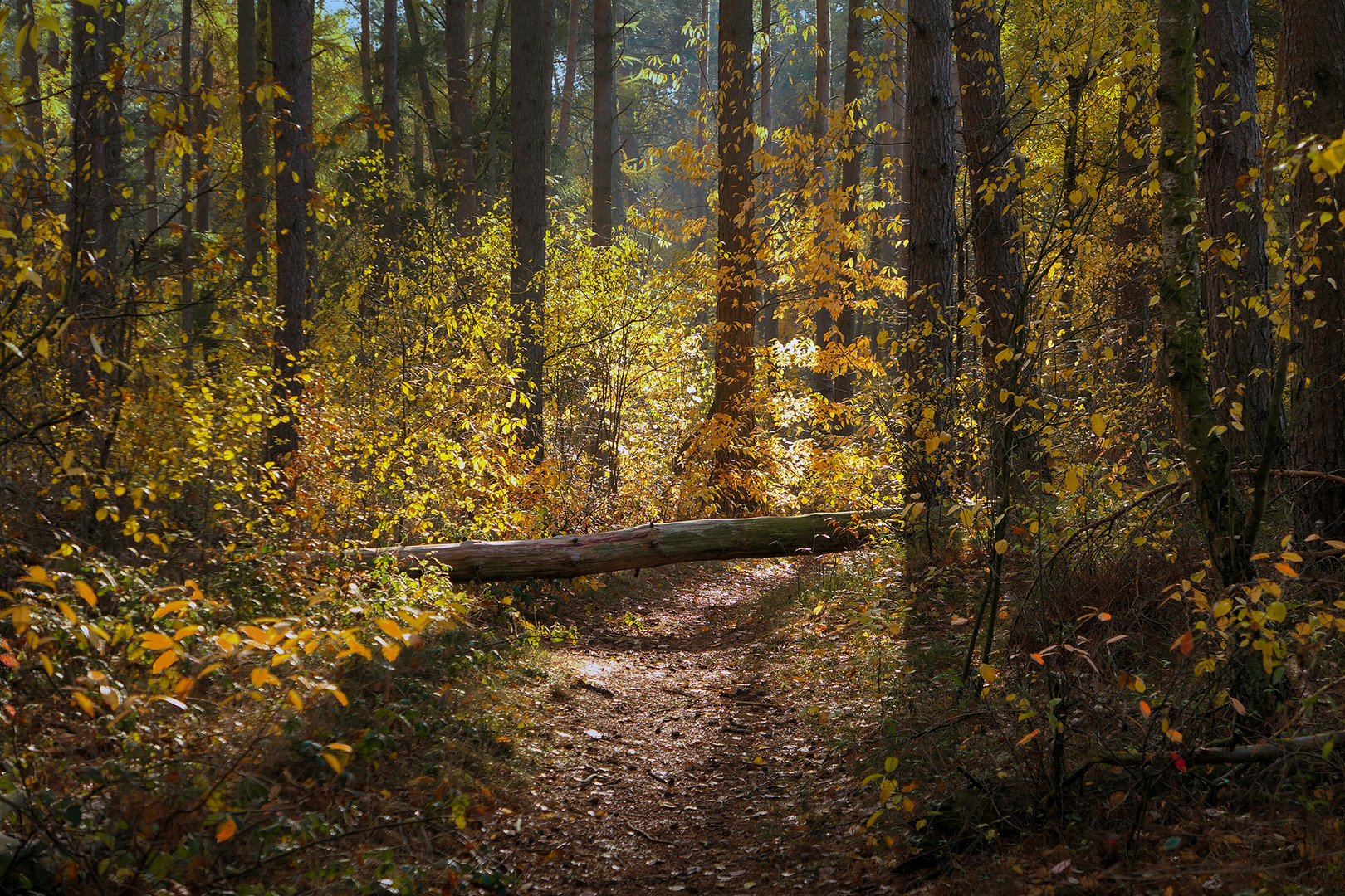 Schlagbaum im herbstlichen Wald