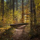 Schlagbaum im herbstlichen Wald