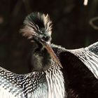 Schlagenhalsvogel - keine Frage wie er zu seinem Namen gekommen ist