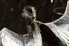 Schlagenhalsvogel - keine Frage wie er zu seinem Namen gekommen ist