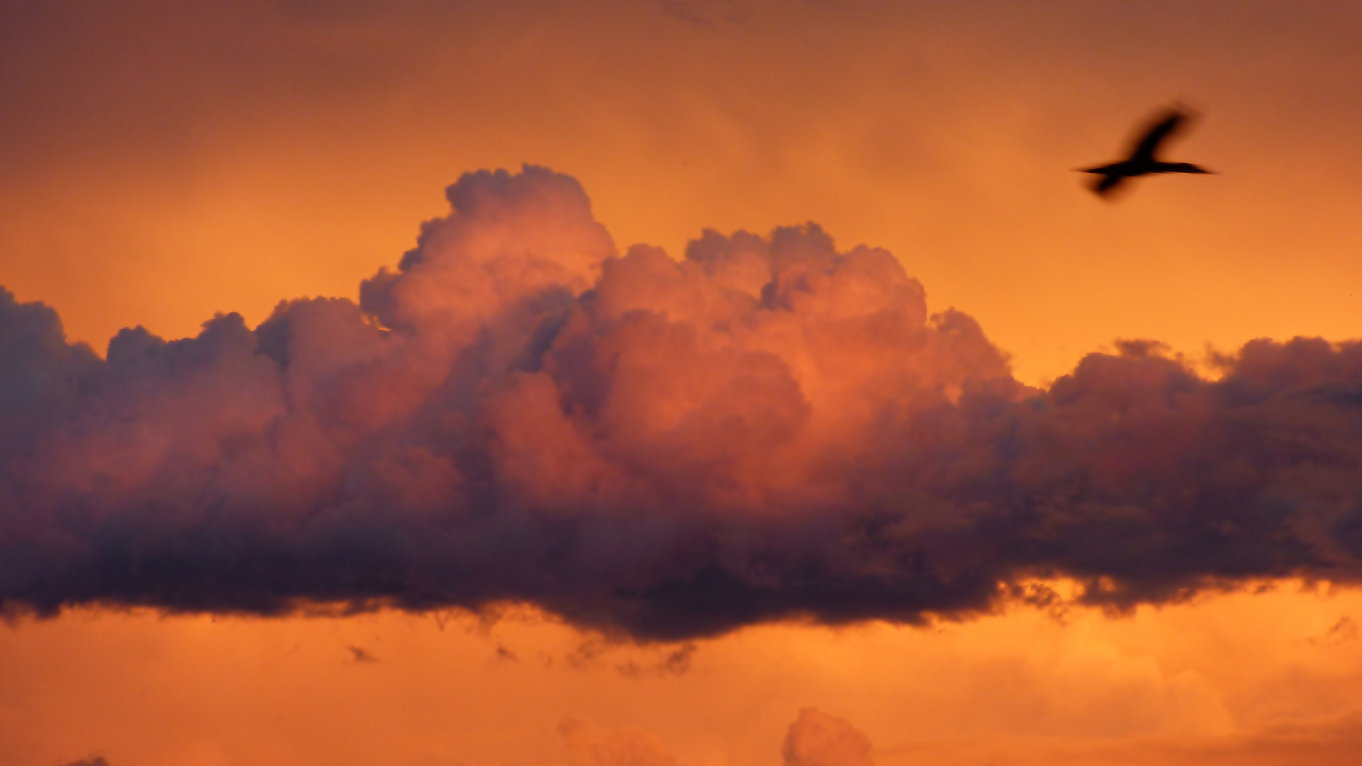 Schlagzeile:  "Flatterdrohnen" ?