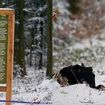 Schlagzeile: Im Dobeler Wald wurden Gnome und Zwerge gesichtet!!!