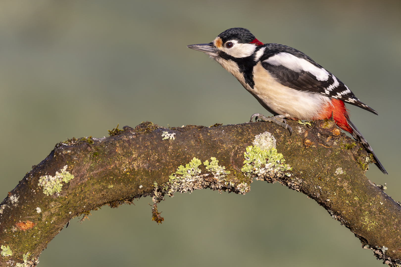 Schlagzeuger der Natur