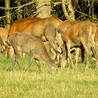 Schlamm-Badetag beim Rotwild