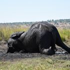 Schlammbad am Chobe River