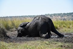 Schlammbad am Chobe River