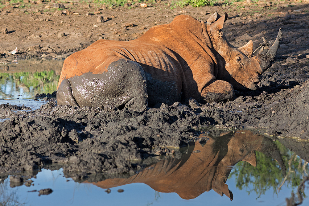 Schlammbad -> Madikwe-Südafrika