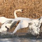 Schlammcatchen unter Schwänen