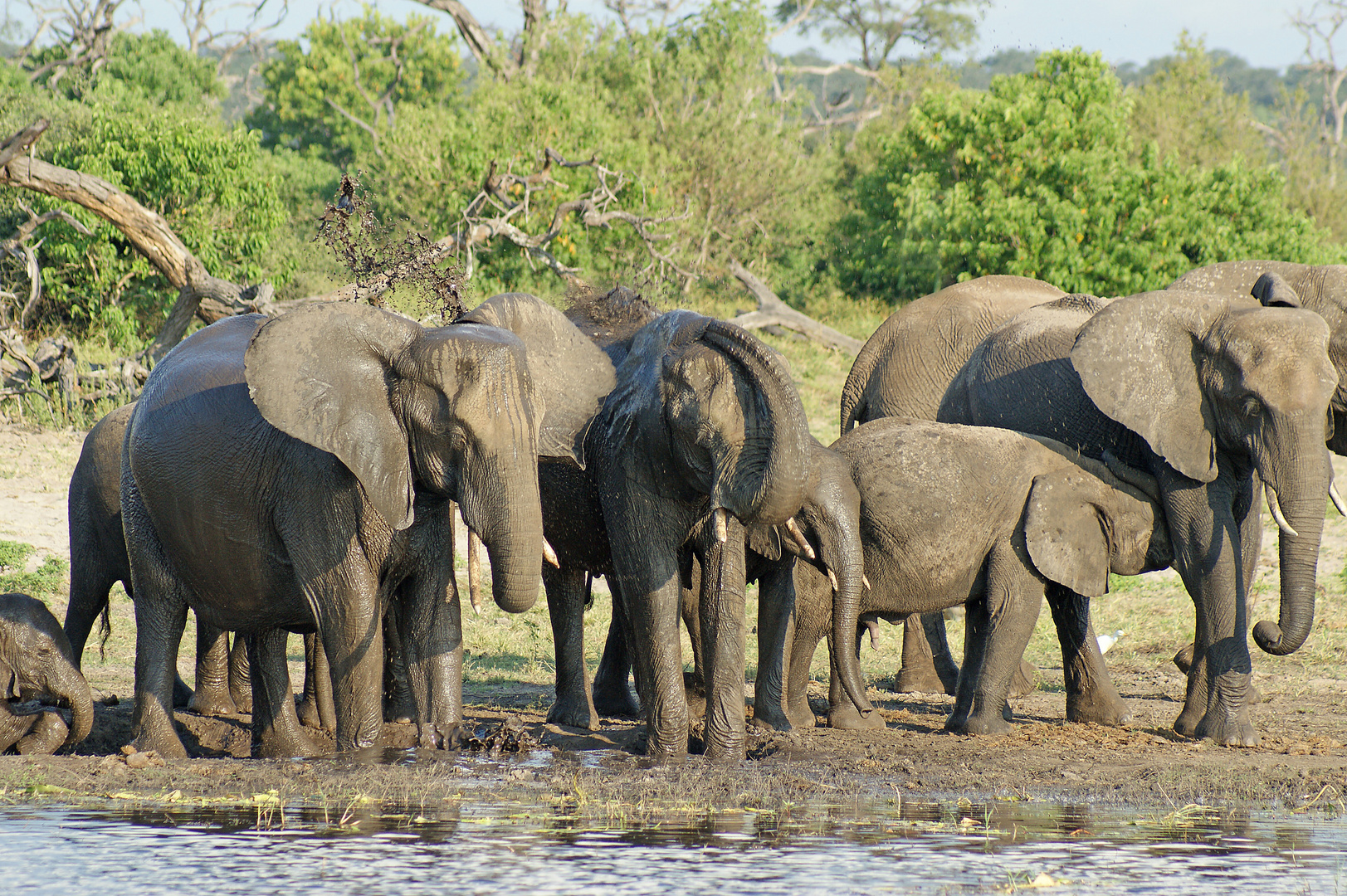 Schlammdusche am Chobe