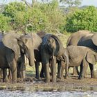 Schlammdusche am Chobe