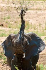 Schlammdusche, Ruaha-Nationalpark, Tansania