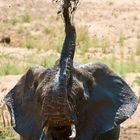 Schlammdusche, Ruaha-Nationalpark, Tansania