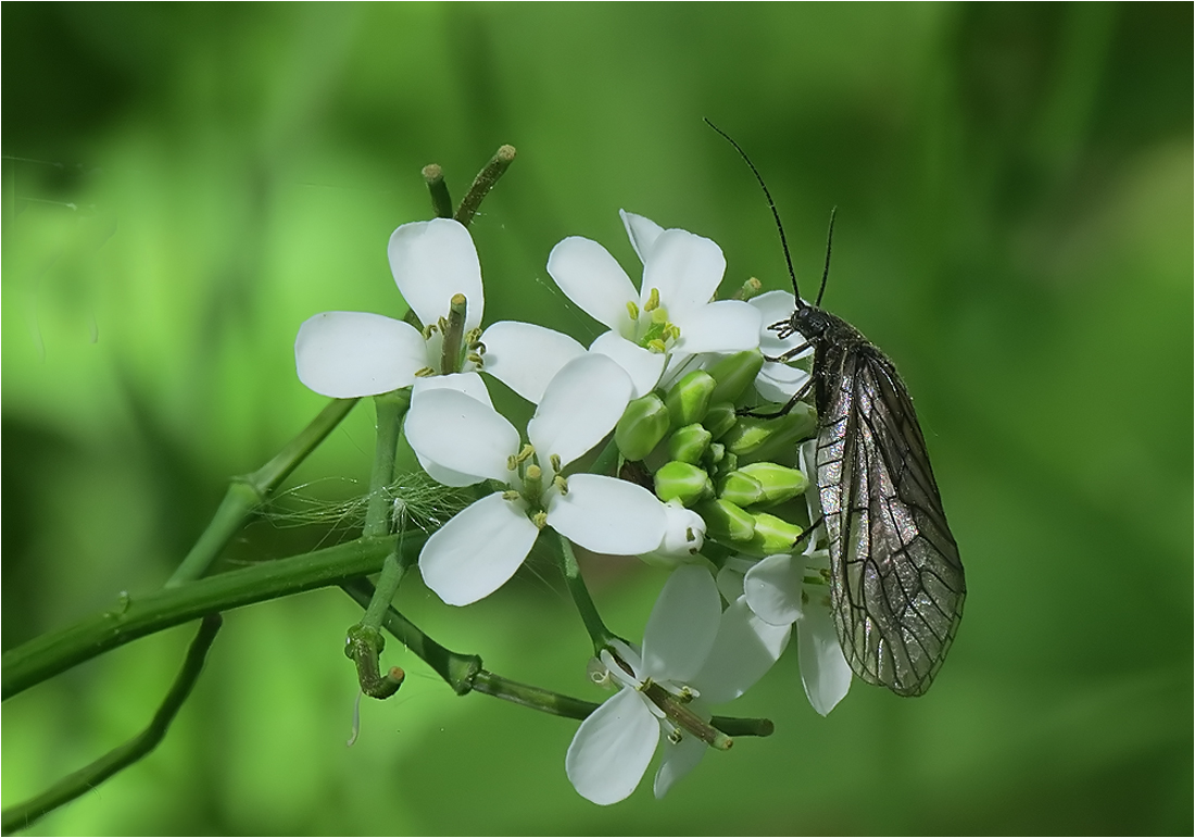  Schlammfliege