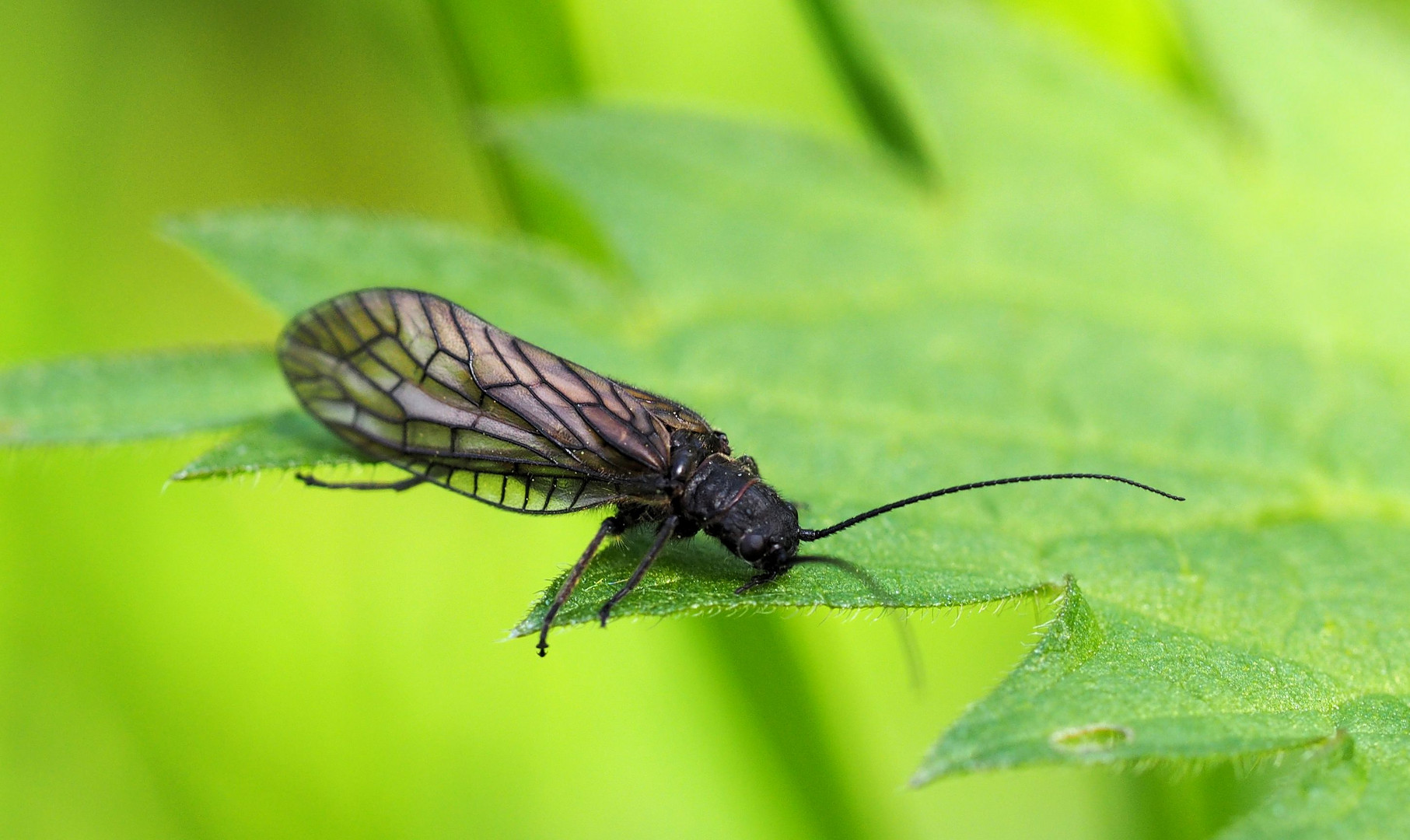 Schlammfliege