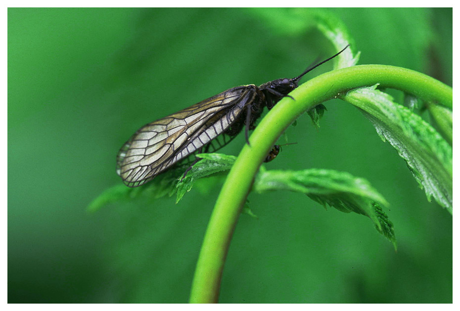 Schlammfliege