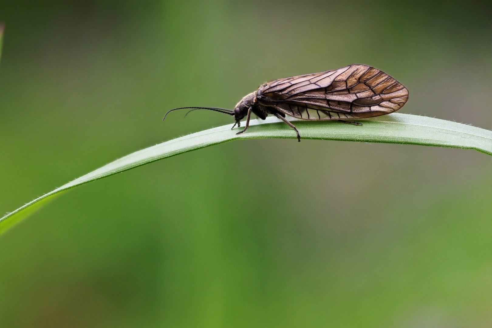 Schlammfliege