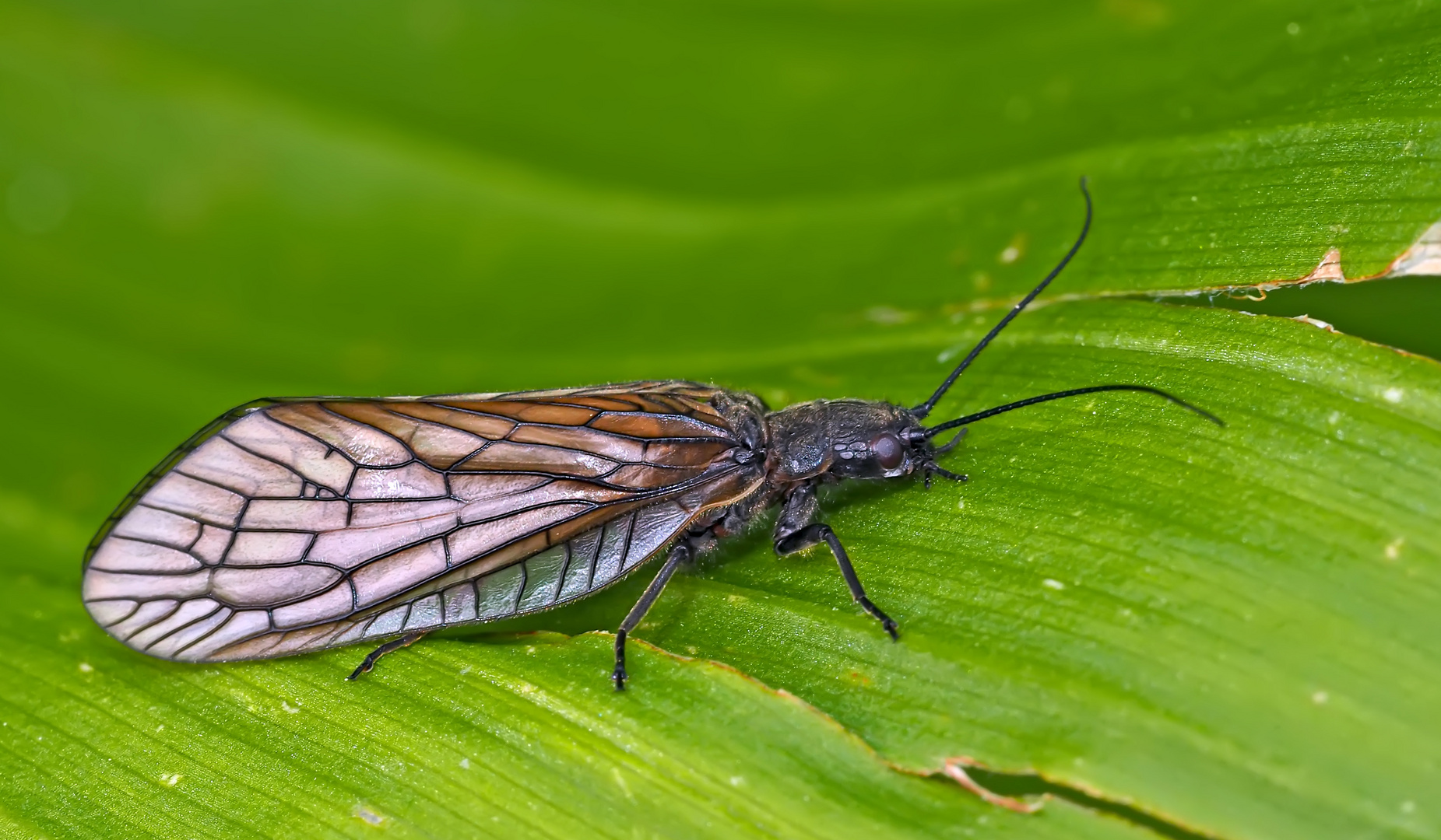 Schlammfliege  aus der Gattung Sialis sp. * - Insecte de l'ordre des Mègaloptères. 