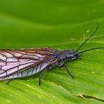 Schlammfliege  aus der Gattung Sialis sp. * - Insecte de l'ordre des Mègaloptères. 