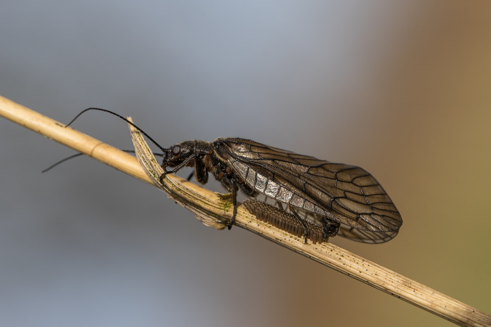 Schlammfliege bei der Eiablage