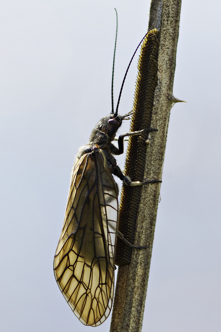 Schlammfliege bei der Eiablage