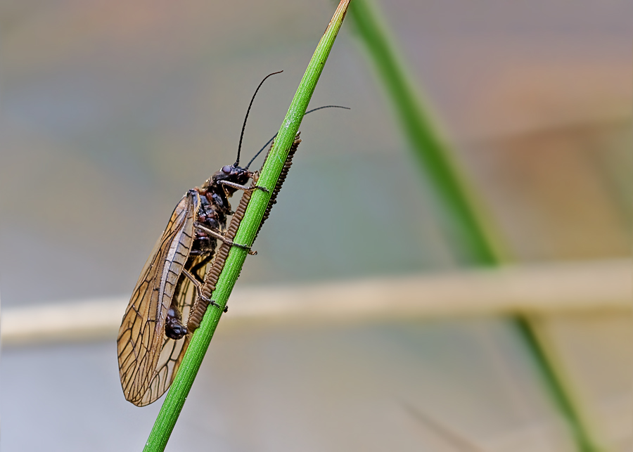 Schlammfliege bei der Eiablage