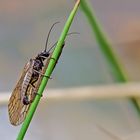 Schlammfliege bei der Eiablage