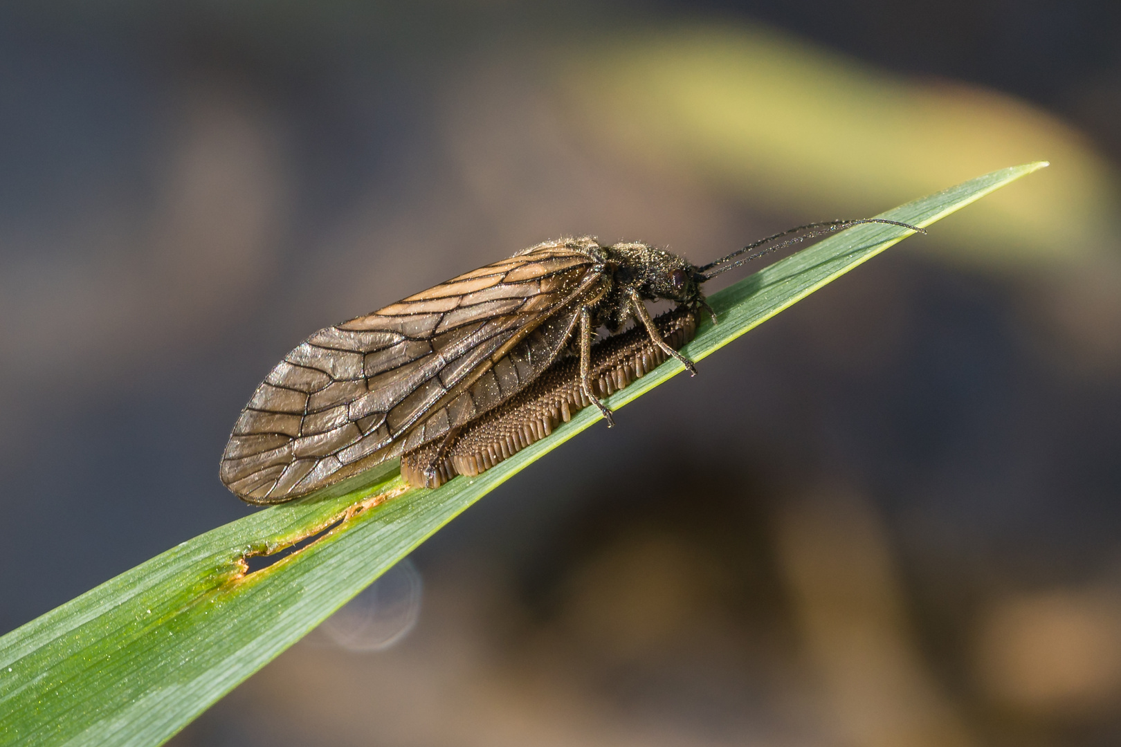 Schlammfliege bei der Eiablage