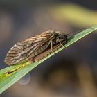 Schlammfliege bei der Eiablage