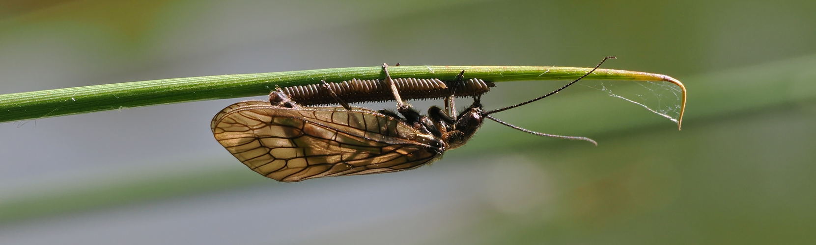 Schlammfliege bei der Eiablage