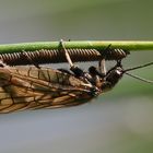 Schlammfliege bei der Eiablage