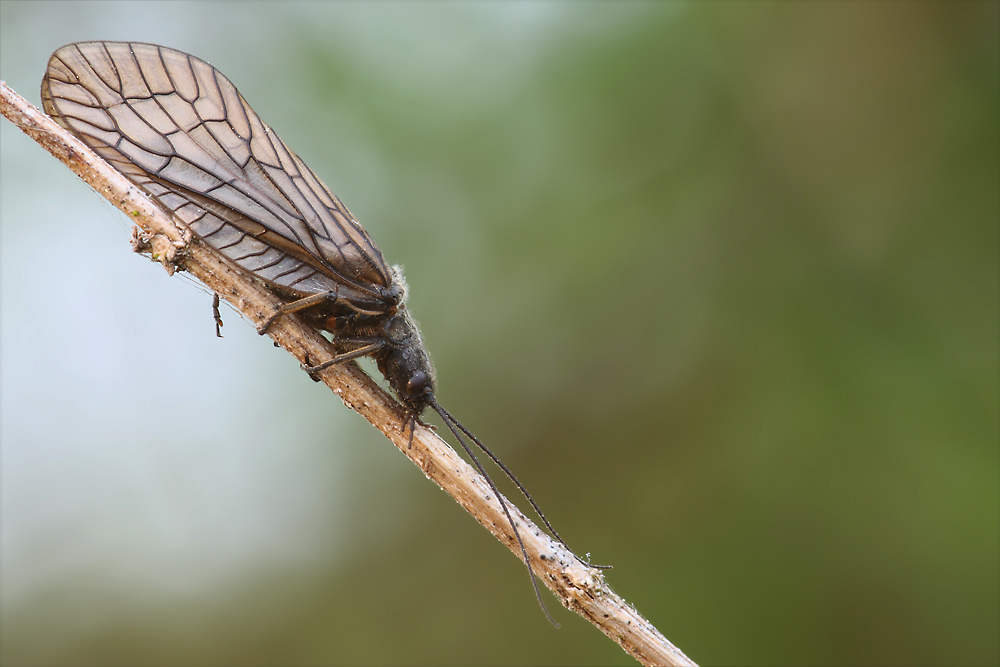 Schlammfliege