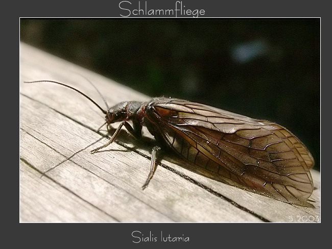 Schlammfliege